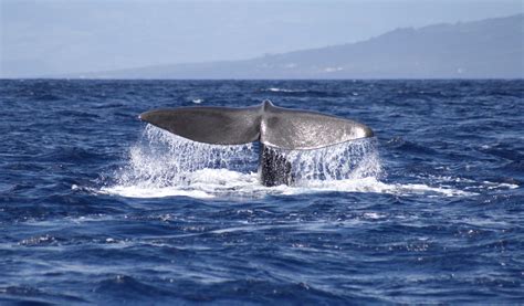 Whale Watching vor Pico Foto & Bild | tiere, wildlife, fische Bilder auf fotocommunity