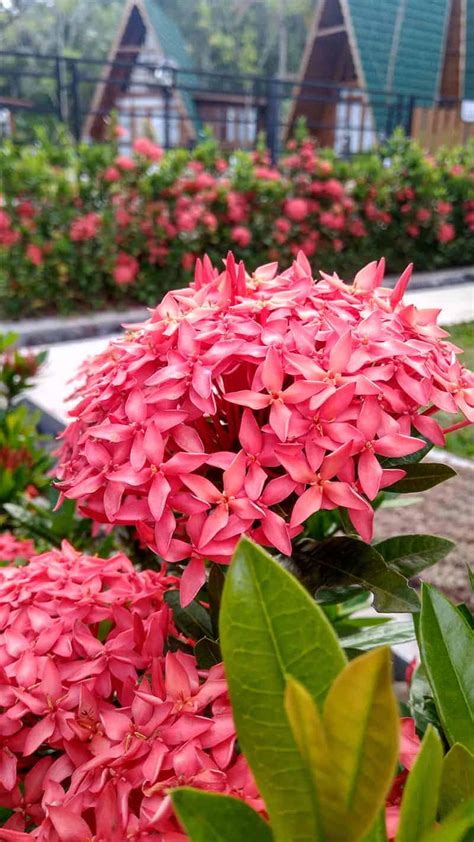 Dwarf Ixora Care Guide - Varieties, Growing Info + Tips | Trees.com