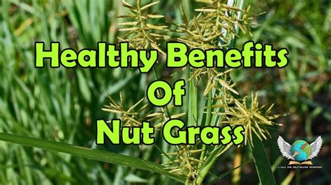 Healthy Benefits Of Nut Grass - YouTube