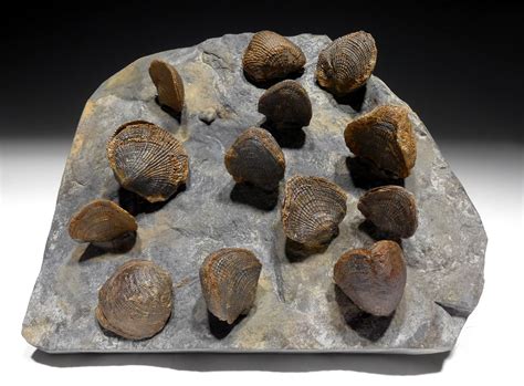 ATRYPA DEVONIAN BRACHIOPOD COLONY FROM SITE OF OLDEST TETRAPOD FOSSILS *BR036 - TIME VAULT GALLERY