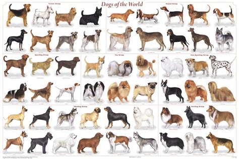 Breeds of dogs