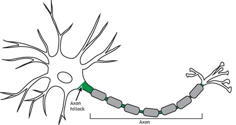 The Neuron – Foundations of Neuroscience