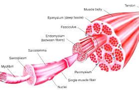 muscles - What is the difference between endomysium and sarcolemma ...