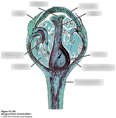 Perigynous Flower Diagram | Quizlet