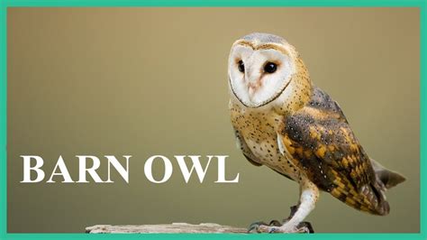 Barn owl sounds while sitting on a tree branch. Terrifying barn owl screech and scream. - YouTube