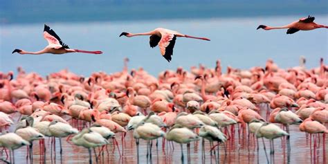 Lake Nakuru National Park Day Trip - Amazing Memories Safaris