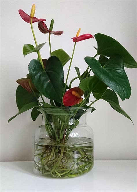 An Anthurium houseplant growing in a water vase | Plants grown in water, Water plants, Plants in ...