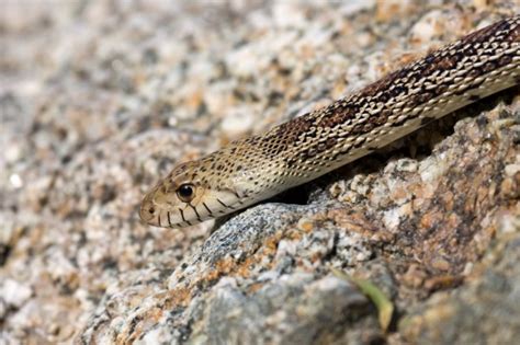 Gopher Snake - Wildlife Heritage Foundation