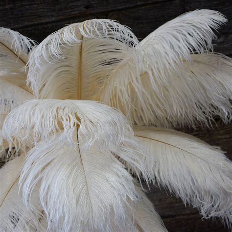 Ostrich Feathers 17-20 IVORY 1 to 25 Pcs Ostrich - Etsy