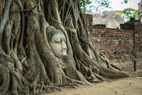 Buddha Head In The Tree At Ayutthaya, Thailand Stock Photo - Image ...