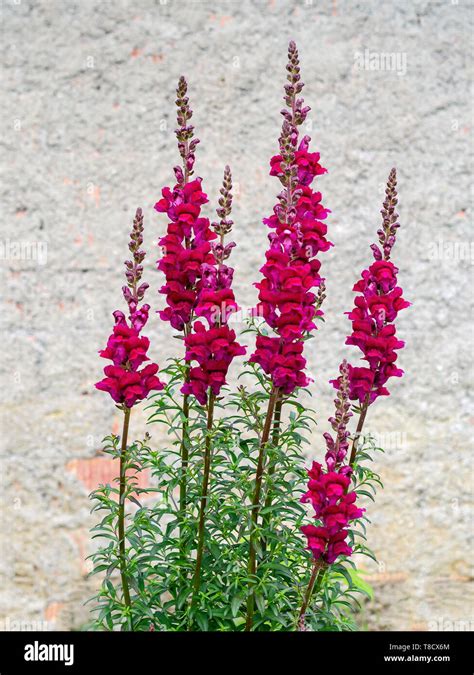 Red snapdragon flowers antirrhinum hi-res stock photography and images ...