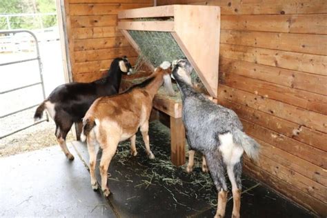 20 DIY Goat Hay Feeder Plans - DIYnCrafty