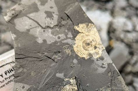 'Golden' fossils reveal origins of exceptional preservation #fossil #paleontology #germany # ...