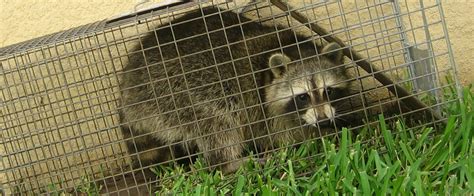 How to Make a Raccoon Trap