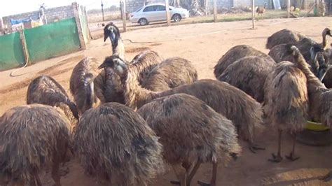 Emu S.L.M Farm, EMU Farming Bangalore, karnataka. Phone: +91 ...