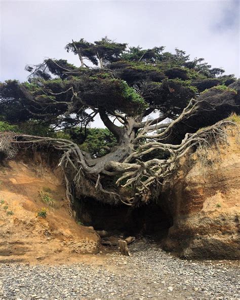 The Magical Tree Of Life in Kalaloch Beach, Washington - Unusual Places