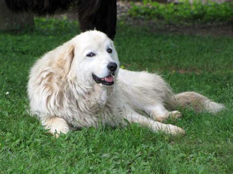 Maremma Sheepdog Puppy Clinic