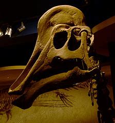 Category:Hadrosauridae skulls - Wikimedia Commons