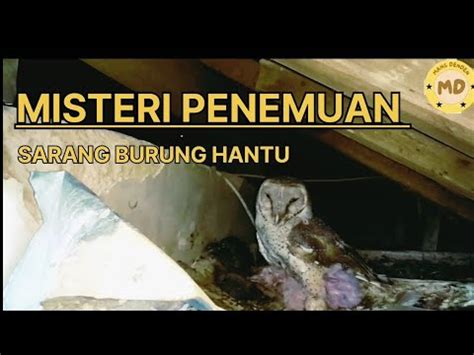 Penemuan Misterius Sarang Burung Hantu yang Mencengangkan - YouTube