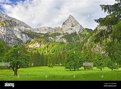 Beautiful alpine landscape with lush-green forest, meadows and rocky ...