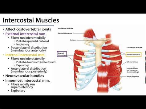 Intercostal Space Anatomy