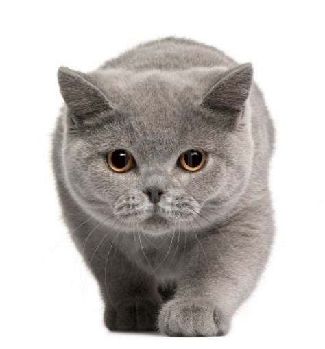 HWFD - British Shorthair Cat Breed picture wallpaper | HD Wallapapers ...