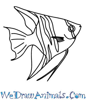 How to Draw an Angelfish