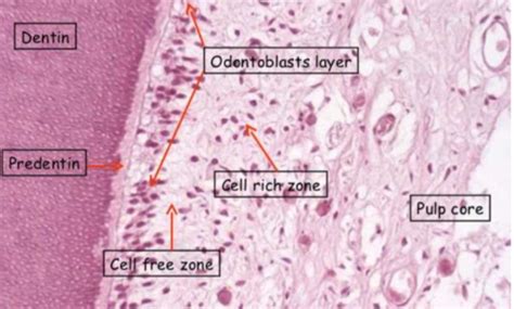 Oral Cavity Histology | The Best Porn Website