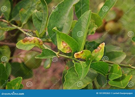 Citrus Canker from Bacteria Stock Image - Image of tropical ...