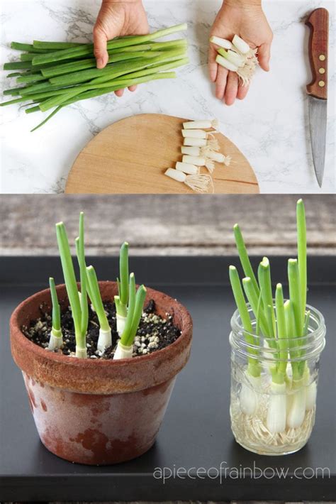 Regrow Green Onions / Scallions from Kitchen Scraps: 2 ways! - A Piece ...