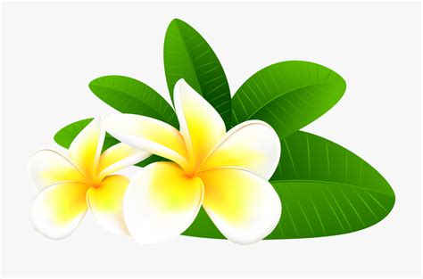 Free Plumeria Cliparts, Download Free Plumeria Cliparts png images ...