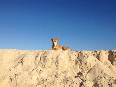 K’gari (Fraser Island) wildlife - The stunning animals that call K’gari ...