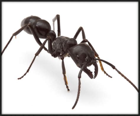 Insectx: Insectx - Dinoponera Ant