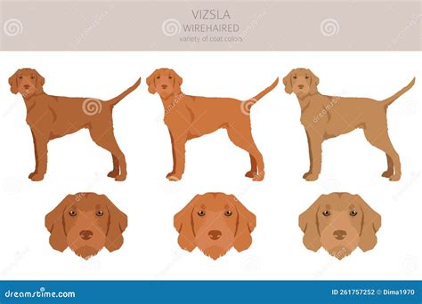 Vizsla Wirehaired Clipart. Different Poses, Coat Colors Set Stock Vector - Illustration of ...