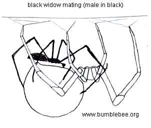 Black widow spider reproduction