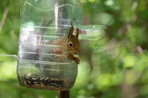 Go Nuts With These DIY Squirrel Feeder Ideas - Tool Digest