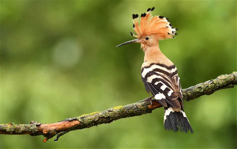 The Hoopoe: National Bird of Israel - A-Z Animals