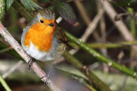 Robin Bird Free Stock Photo - Public Domain Pictures