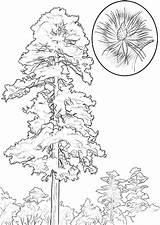 Pine Forest Coloring Page sketch template