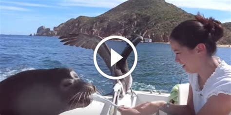 Adorable Sea Lion Pet! Hungry Sea Lion Hitches A Ride On A Fishing Boat ...