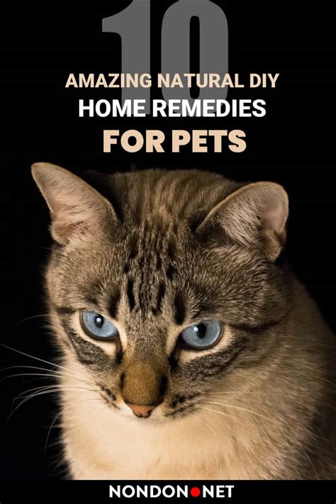 10 Amazing Natural DIY Home Remedies for Pets ~ NONDON