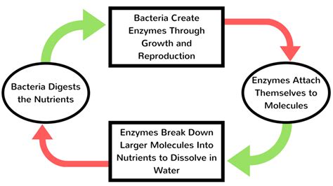 How Enzymes Function in Septic Tanks | Septic Maxx