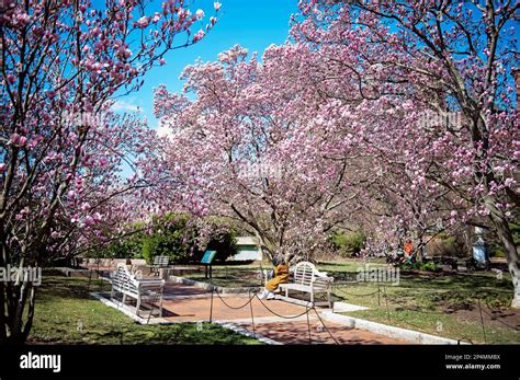 Magnolias in peak bloom at Enid A. Haupt Garden at Smithsonian Castle ...