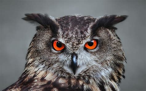 Great Horned Owl Red Eyes - 1920x1200 Wallpaper - teahub.io