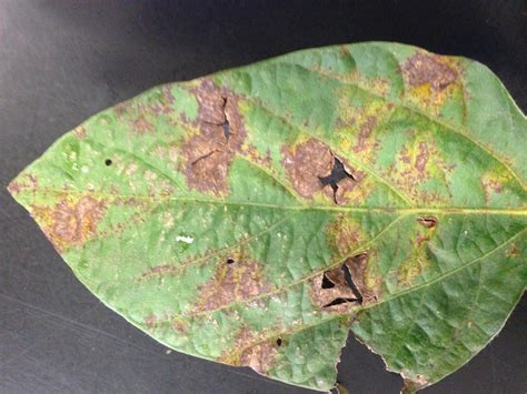 Soybean Vein Necrosis Virus Detected in South Dakota Soybeans