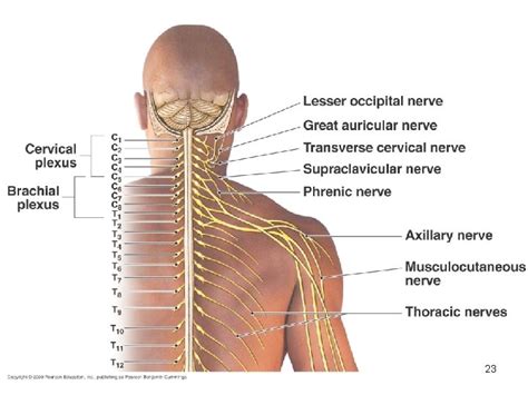 Spinal nerves cervical plexus 1 Peripheral Nervous System