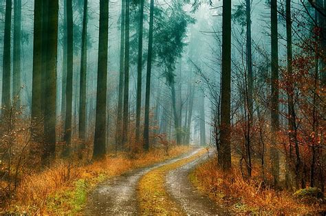 wood, nature, landscape, autumn, rays, light beam, sunbeam, fog, golden autumn, fall color ...