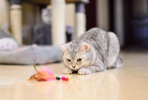 The Best Cheap Cat Toys: Our Top Picks Reviewed - Veterinarians.org