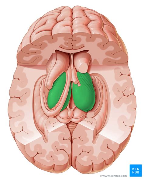 Thalamus - Anatomy, Nuclei, Function | Kenhub