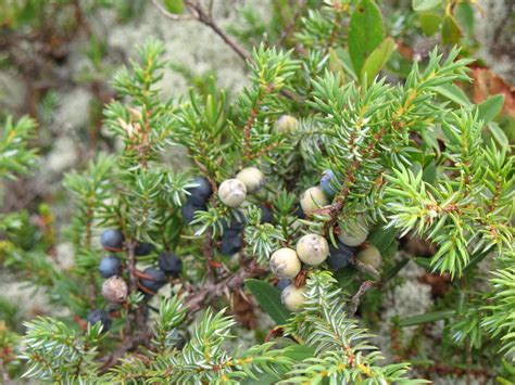 Juniperus communis - Bird Gardens